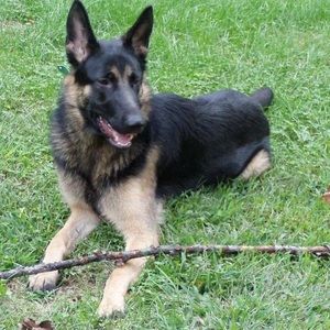 Meet your Posher, Joyce